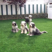 Fake Turf Santa Monica, California Cat Grass, Small Backyard Ideas