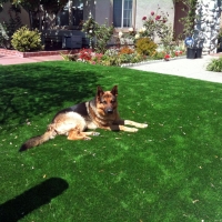 Lawn Services San Dimas, California Pictures Of Dogs, Front Yard Landscaping Ideas