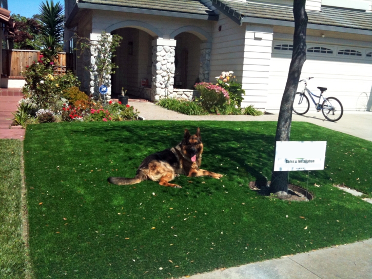 Synthetic Grass Hawthorne, California Cat Grass, Small Front Yard Landscaping