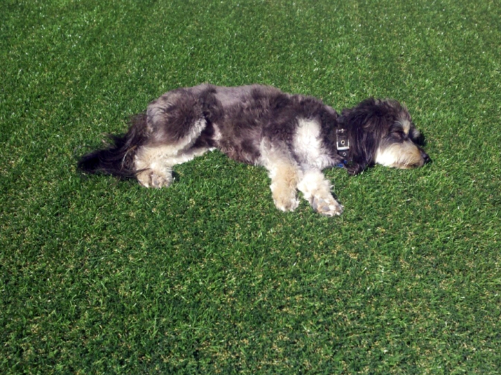 Synthetic Lawn Victorville, California Cat Playground, Dog Kennels